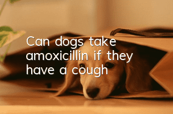 Can dogs take amoxicillin if they have a cough?