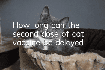 How long can the second dose of cat vaccine be delayed?