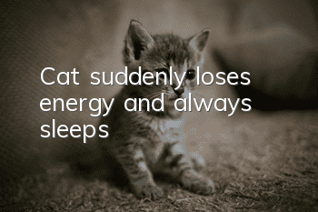Cat suddenly loses energy and always sleeps