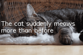 The cat suddenly meows more than before
