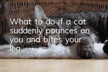 What to do if a cat suddenly pounces on you and bites your leg?