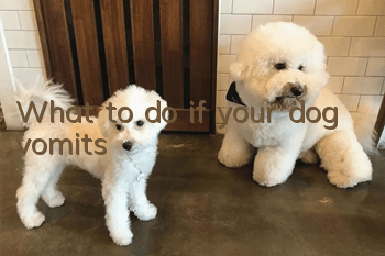 What to do if your dog vomits