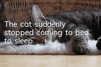 The cat suddenly stopped coming to bed to sleep