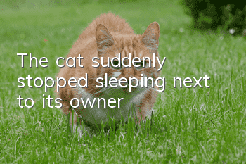 The cat suddenly stopped sleeping next to its owner