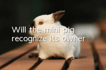 Will the mini pig recognize its owner?