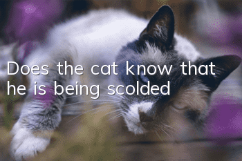 Does the cat know that he is being scolded?