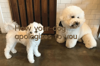 How your dog apologizes to you