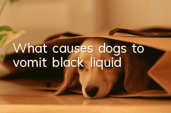 What causes dogs to vomit black liquid?