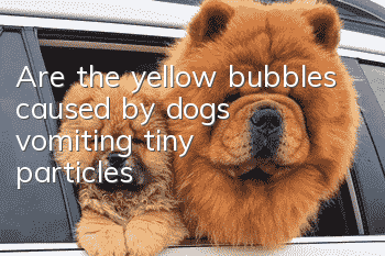 Are the yellow bubbles caused by dogs vomiting tiny particles?