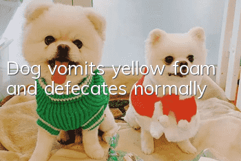 Dog vomits yellow foam and defecates normally