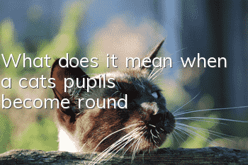 What does it mean when a cat’s pupils become round?