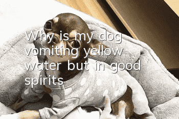 Why is my dog vomiting yellow water but in good spirits?