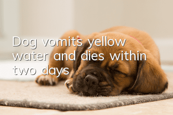 Dog vomits yellow water and dies within two days