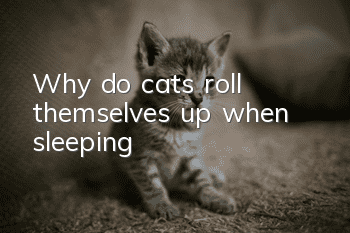 Why do cats roll themselves up when sleeping?