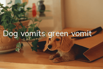 Dog vomits green vomit