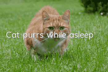 Cat purrs while asleep