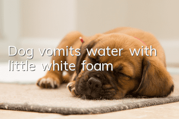 Dog vomits water with little white foam