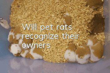 Will pet rats recognize their owners?