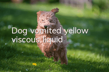 Dog vomited yellow viscous liquid