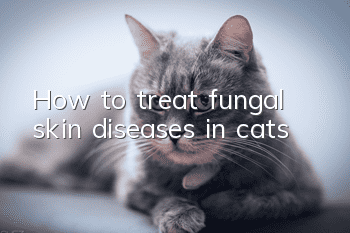 How to treat fungal skin diseases in cats