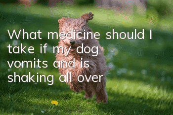 What medicine should I take if my dog vomits and is shaking all over?