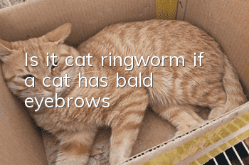 Is it cat ringworm if a cat has bald eyebrows?