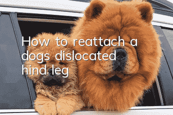 How to reattach a dog’s dislocated hind leg