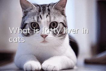 What is fatty liver in cats?
