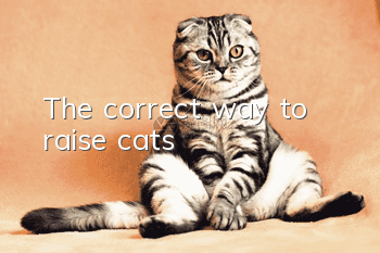 The correct way to raise cats