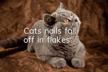 Cat's nails fall off in flakes