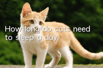 How long do cats need to sleep a day?