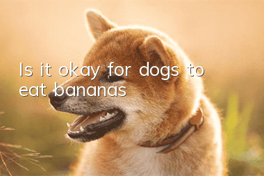 Is it okay for dogs to eat bananas?
