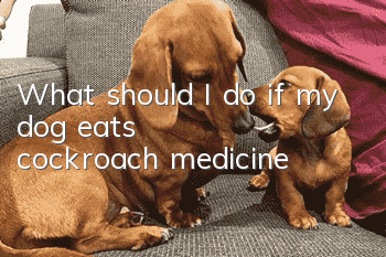 What should I do if my dog eats cockroach medicine?