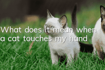 What does it mean when a cat touches my hand?