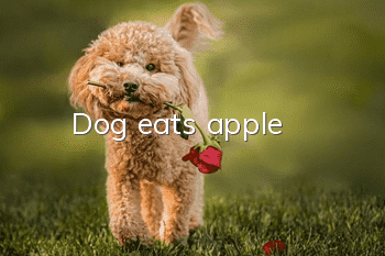 Dog eats apple