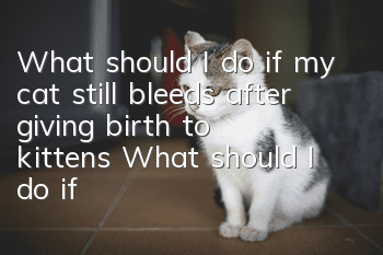 What should I do if my cat still bleeds after giving birth to kittens? What should I do if my cat still bleeds after giving birth to kittens?