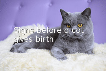 Signs before a cat gives birth