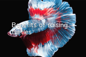 Benefits of raising turtles