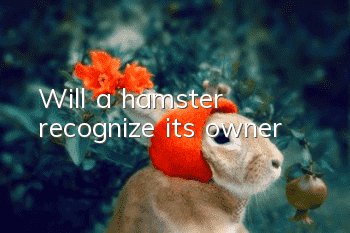 Will a hamster recognize its owner?
