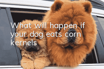 What will happen if your dog eats corn kernels?