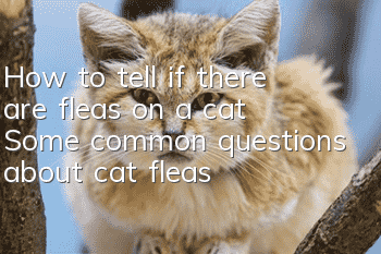How to tell if there are fleas on a cat? Some common questions about cat fleas!