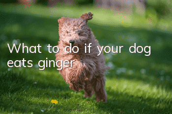 What to do if your dog eats ginger?