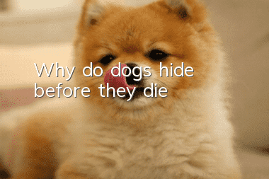 Why do dogs hide before they die?