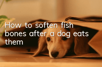 How to soften fish bones after a dog eats them