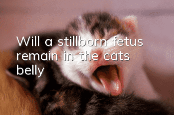 Will a stillborn fetus remain in the cat’s belly?