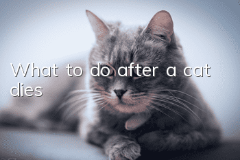 What to do after a cat dies