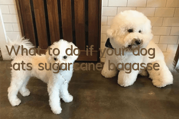 What to do if your dog eats sugarcane bagasse