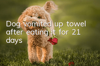 Dog vomited up towel after eating it for 21 days