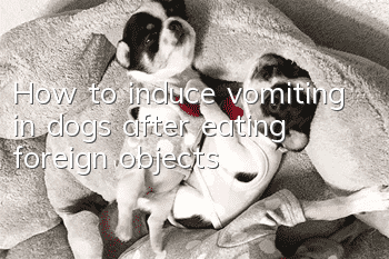 How to induce vomiting in dogs after eating foreign objects
