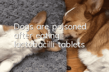Dogs are poisoned after eating lactobacilli tablets